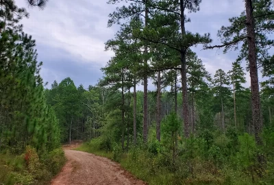 Hit the Road: Memorable Road Trips from Opp, AL for Adventure Seekers